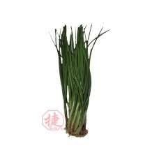 Spring Onion